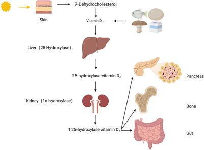 The impact of vitamin D on the etiopathogenesis and the progression of type 1 and type 2 diabetes in children and adults